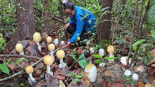 เก็บเห็ดระโงก เห็ดผึ้งแดงขาลาย หมู่ใหญ่ๆ เห็ดบดดินเห็ดรวมทั่วไปวันนี้ได้เป็นหาบ!!24พ.ค2567