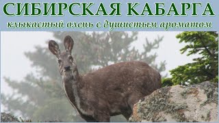 СИБИРСКАЯ КАБАРГА - Клыкастый 