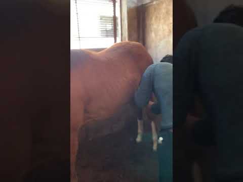 تصویری: آبسه - اسب - درمان آبسه