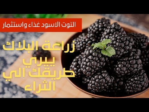 فيديو: هل التوت البري هو بلاك بيري؟