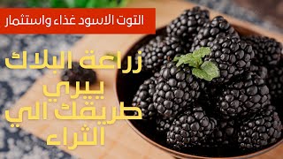 كيف يزرع التوت البري (بلاك بيري -روزبيري-ريد بيري-بلوبيري) اغلي فاكهة