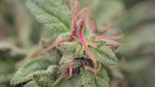 Obrigado a todos participantes - aguarde o próximo CUPOM10%OFF GROW POWER CULTIVO INDOOR KIT ESTUFA