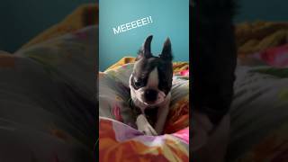 #funnyvideo #funny #dog #doglover #bostonterrier #dogshorts #shorts