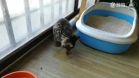 I just want to eat fish cat really Jiangshan easy ...