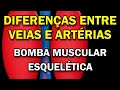 Diferenças entre veias e artérias