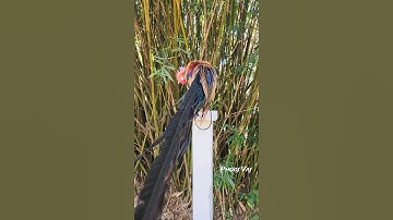 Bantam Phoenix Qaib Dib Tw Ntev #reels #chicken #qaibdib #gamefowl #ayam #gallos #poultry #bantam