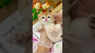 Cute Funny Cats😀#Shorts  #Funnycats