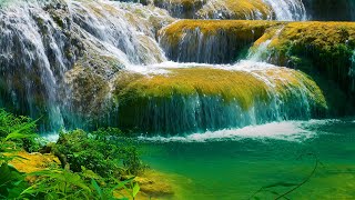 Relaxing Nature Sounds & Relaxing Music: Stress Relief, Anxiety Relief, Positive Energy for Studying