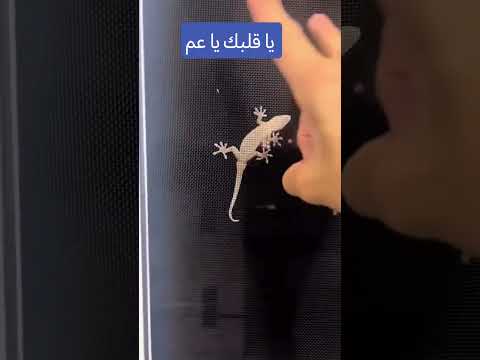 مين عنده قلب يعمل كده مصر اكسبلور هتضحك كوميديات ضحك