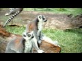 Temaikèn - Lemur