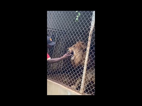 Lion Bites Off Man's Finger At The Zoo