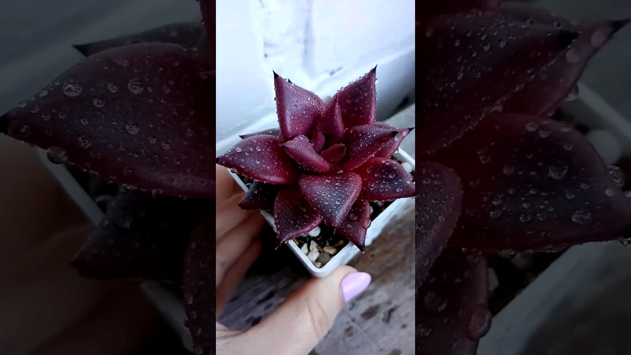 ❤️❤️❤️echeveria 'Taurus' 15 мая 2023 г.