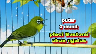 Pancinganpleci Ngalas Standar 123 Tembakan  Pleci Ngalas Memanggil Lawan   Pleci Bustomi Gacor