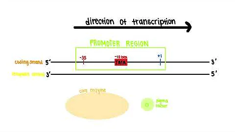 GN 311 Exam Mini Video 4- Transcription in Prokaryotes