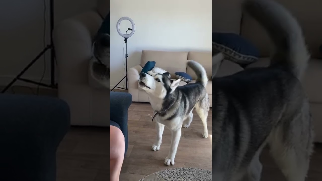 Le petit loup 😍♥️