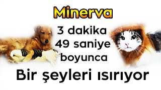 Minerva Pqueenin Kedisi 3 Dakika 49 Saniye Boyunca Bir Şeyleri Isırıyor.