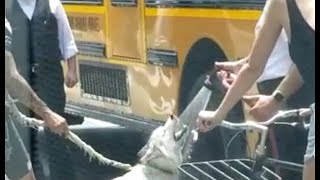 HUGE KIDDUSH HASHEM A CHASIDIC MAN SPRAYS A DOG WITH COLD WATER TO COOL IT DOWN