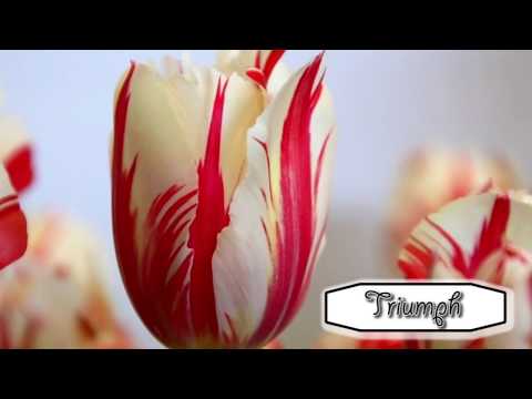 Video: Apakah jenis pokok yang mempunyai daun berbentuk bunga tulip?