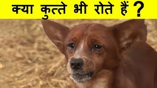 Dogs secret | Interesting Facts video | Top enigmatic and most amazing facts in Hindi