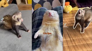 ULTIMATE Ferret TikTok Compilation 2022 pt 4