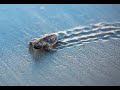 Baby Sea Turtles Hatching at the Beach in Jupiter Florida