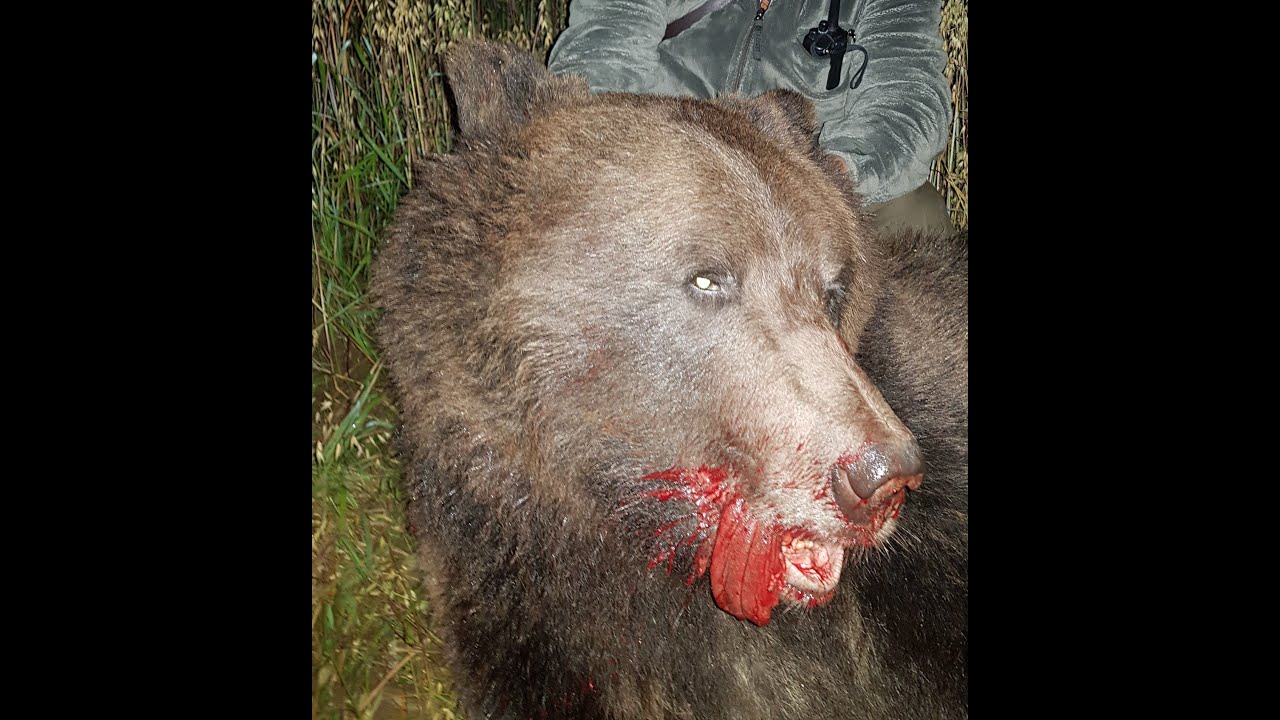 Охота на Медведя на овсах 2019 год Медвежья гора!