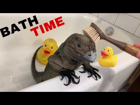 BATH TIME FOR GIANT PET LIZARD !!