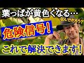 【あ～すっきりした！】園芸店長が植物の葉っぱが黄色くなる原因を教えます！解決方法も伝授 これさえ見れば植物たちは元気に育ちます。ガーデニング初心者でも絶対に分かります  japan garden