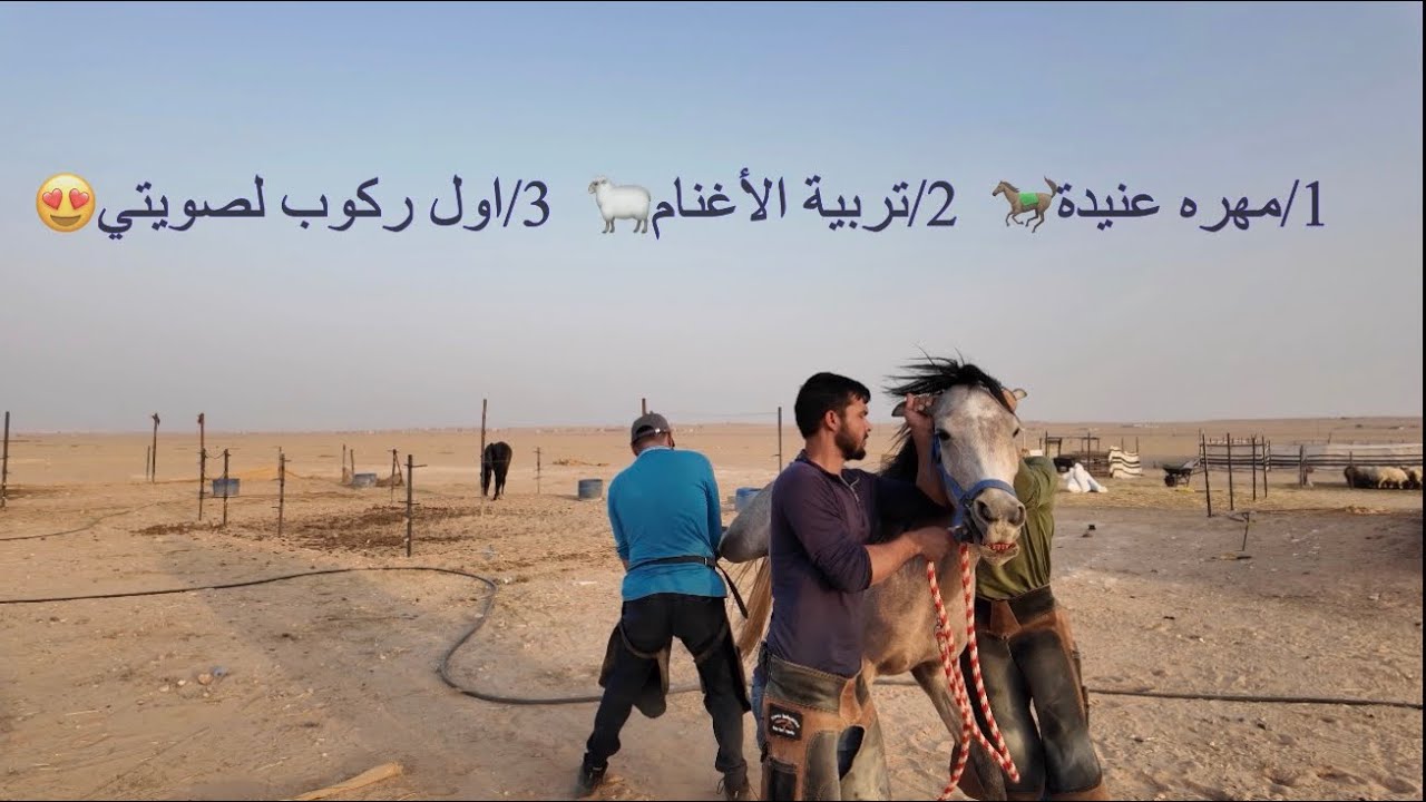 تحذية الخيل .نتائج تربية الأغنام . اول ركوب لصويتي 
