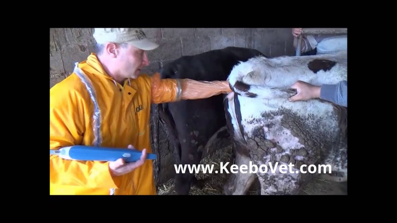 Pregnancy in Dairy cow 130 days veterinarian exams with ultrasound