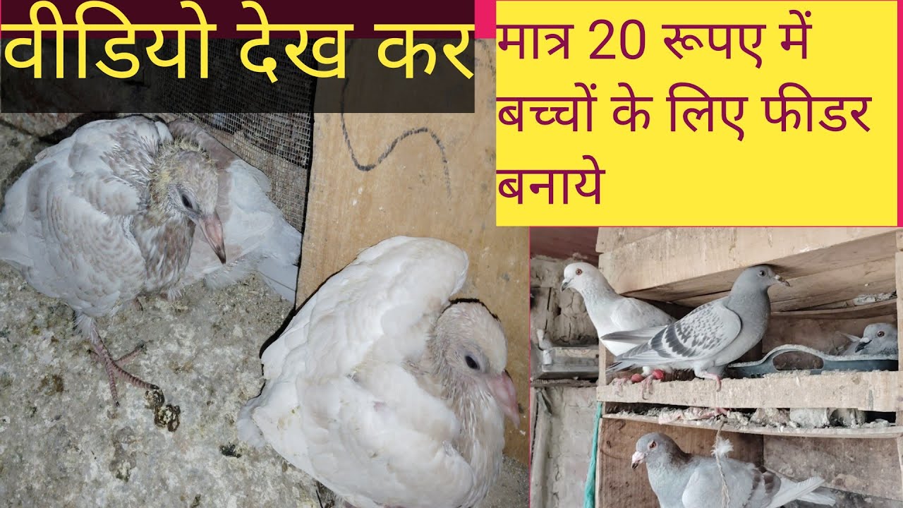 How to make hand feeder for baby pigeon! plastic bottle feed baby pig