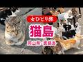【女ひとり旅】猫島／岡山県真鍋島で猫まみれ♪ 2026.03【国内旅行】