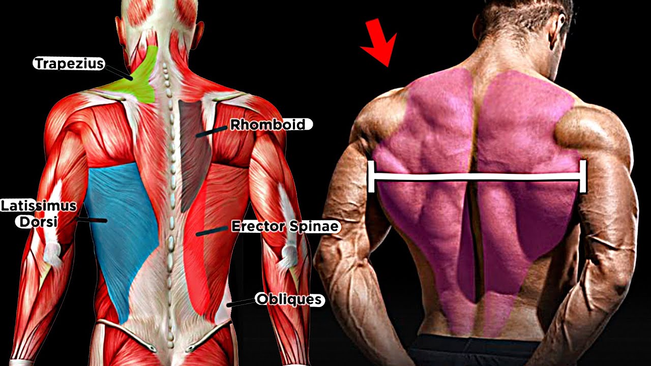 How to Grow a Big Back - 11 Effective Exercise