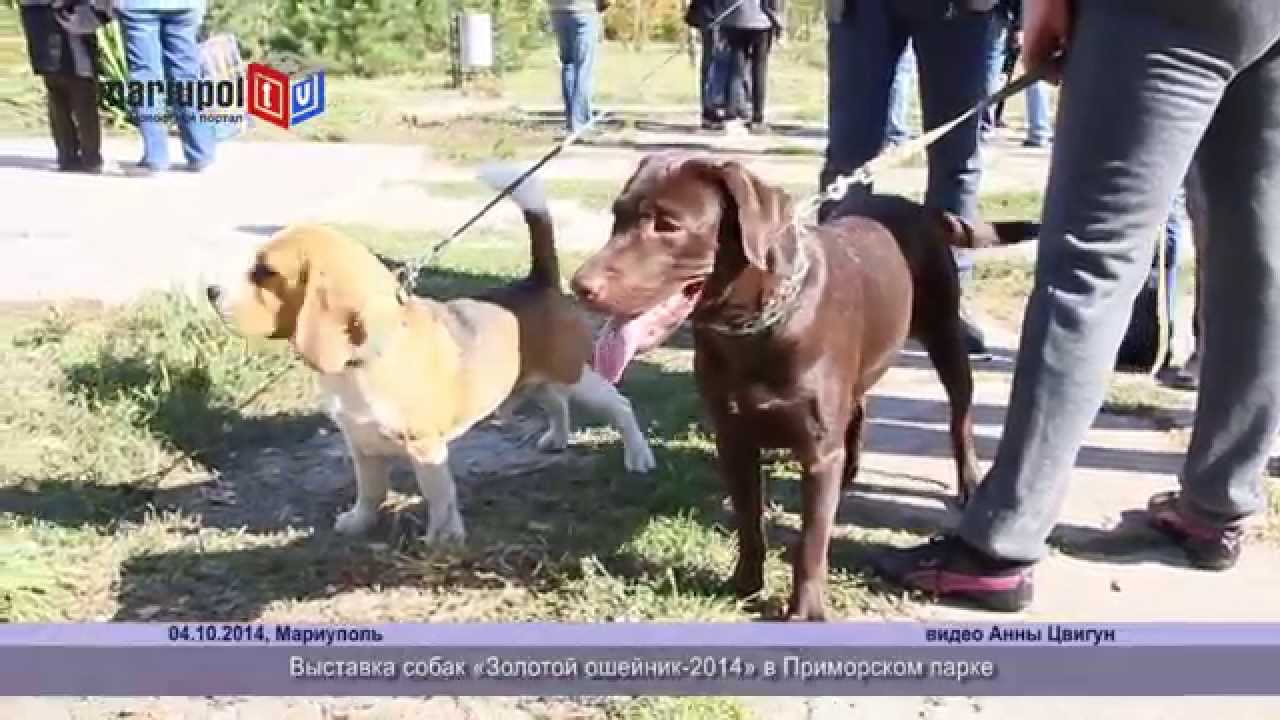 Выставка собак «Золотой ошейник 2014» в Мариуполе - YouTube