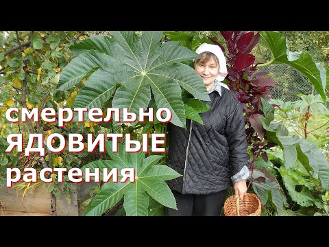 Видео: Дельфиниумы ядовиты для собак?