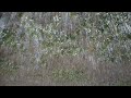 Dji mini 2 Cinematic Travel Video Spring in Forest