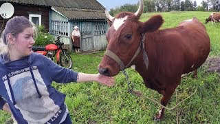 Стыдно вести коров по деревне. Подсобное хозяйство. Коровы на пастбище