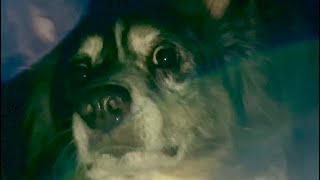 When The Power Goes Out Funny Dogs Get Scared