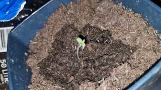 All seeds popped✨️🥳✨️🥳✨️