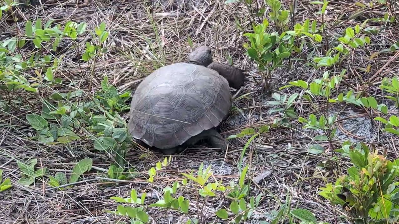 Gopher Tortoise has Geometric Pattern on Shell, Long Back Toes & Scales on Front Feet, Econ River