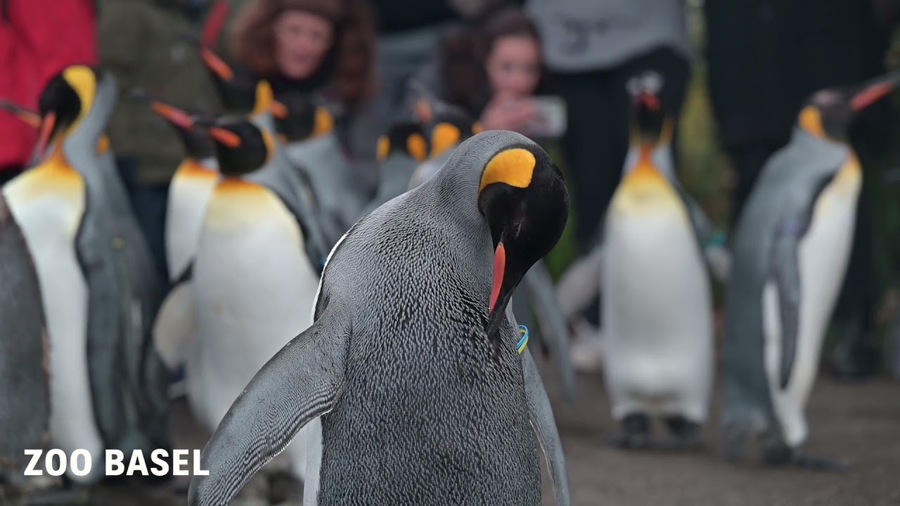 Die Königspinguine spazieren wieder