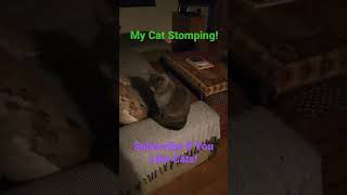 My Cat Stomping! #shorts #video #short #viral #cat