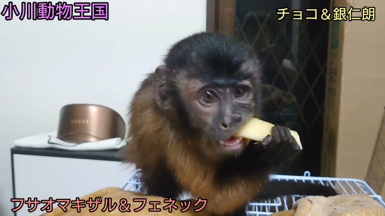 南米のチンパンジーと言われるフサオマキザルの食べ歩き Monkey 猿 ペット 珍しいペット Youtube 南米のチンパンジーと言われるフサオマキザルの食べ歩き Monkey 猿 ペット 珍しいペット Youtube