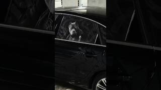 Артикул WB 494068172✅ Наклейка на боковое стекло авто