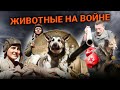 Животные на войне. Документальные летописи войны