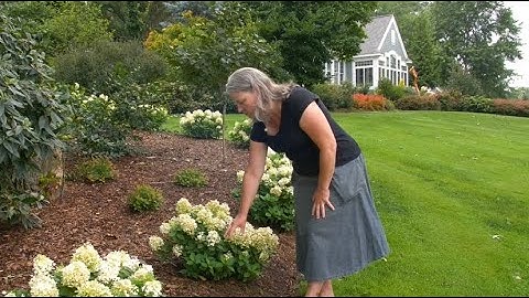 What Makes Fire Light Tidbit® Hydrangea Special