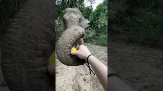 Click to feed a rescued elephant with me #shorts
