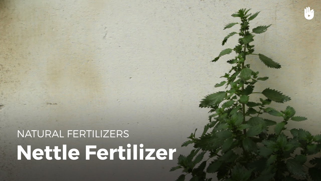 How to make nettle fertilizer Garden YouTube