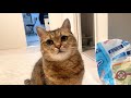 仕事に追われる人間を退屈そうに見てくる猫が現れた。