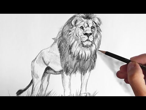 Video: How To Draw A Lion With A Pencil